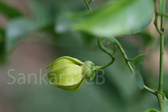 Artabotrys hexapetalus